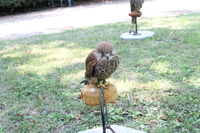 Image 001