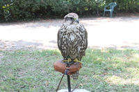 Image 001