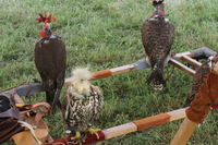 Image 001